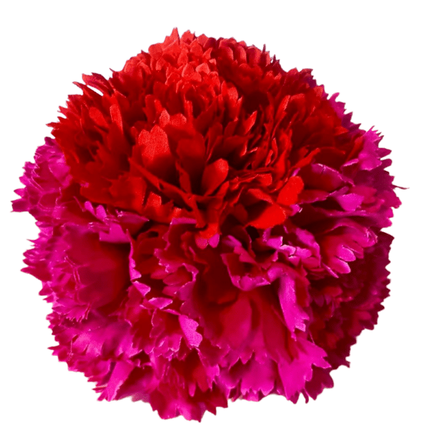 Ramillete de Claveles Fucsia y Rojo